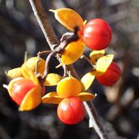 ツルウメモドキ,山歩き,チーム高尾山,なとぷー樹木の画像