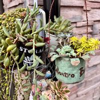 ピーチネックレス,リプサリス,アーモンドネックレス,アーモンドネックレス,パープレウムの画像