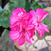 ゼラニウム,散歩道の画像