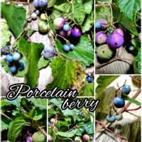 ノブドウ,小さな幸せ,おでか先の画像