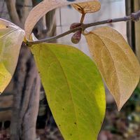 キク,モミジ,ロウバイ,紅葉,小菊の画像