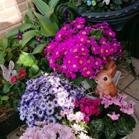 サイネリア,サイネリア,チューリップ,チューリップ,ガーデンシクラメンの画像