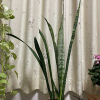 オレガノ,サンスベリア,ハートカズラ,花のある暮らし,斑入り葉っぱの画像