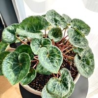 アボカド,シクラメン,アボカド栽培,葉っぱのある暮らし,今日のリビングの画像