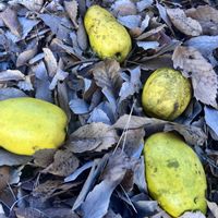 ポポー,ビタミンカラー,空き家,ひとりぼっちの画像