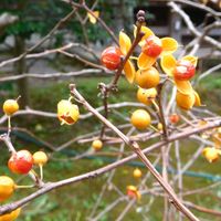 ツルウメモドキ,赤い実,ツルウメモドキの実,赤い種の画像