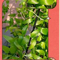 ハラン,スマイラックス,リシマキア ミッドナイトサン,斑入り(ふいり)ハラン,オジギソウ 花後の画像