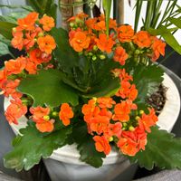 アンスリウム,カランコエ,グズマニア,クマちゃん,オニクルの画像