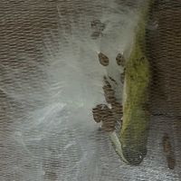 ストレプトカーパス,ガガイモの 綿毛✨,ガガイモの種さや,ケセランパサラン,山野草ガガイモ/Hの画像