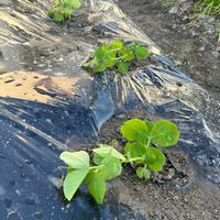 スナップエンドウ,ツタンカーメン,えんどう豆(うすいえんどう),おうち園芸,おうちde菜園の画像
