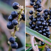 ヤブラン,広い庭の画像