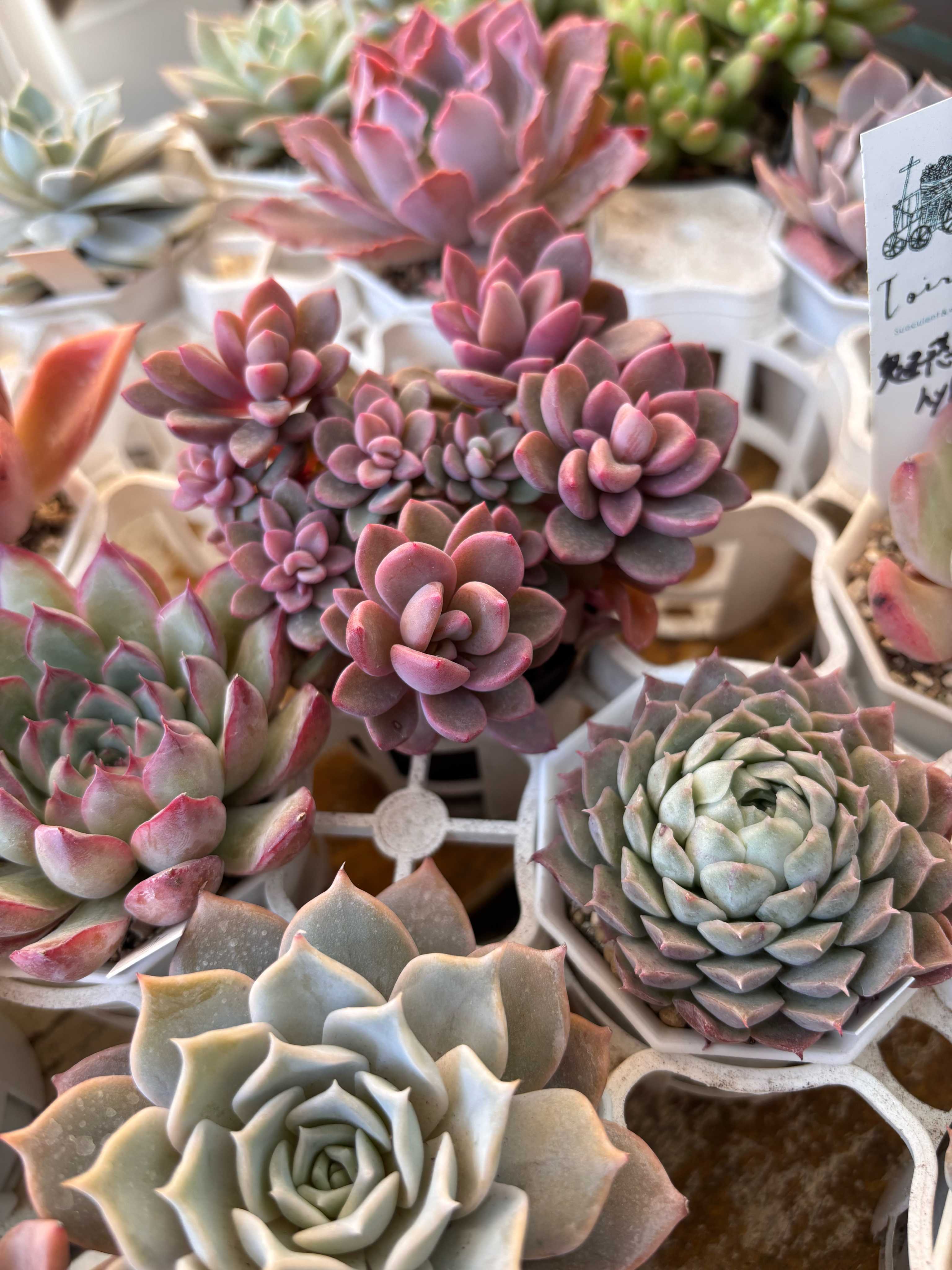 赤と緑のグラデーションが美しい！多肉植物の「夕映え」とは