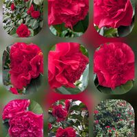 インパチェンス,ツバキ,ツバキ,ツバキの画像