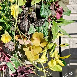 アオキ,アジュガ,カレックス,クローバー,ネモフィラの画像