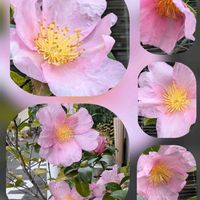 サザンカ,サザンカ,チェリーセージ,シマカンギクの画像