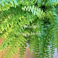 ポトス,ポトス,ポトスステータス,ネフロレピス,ネフロレピスの画像