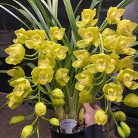 シンビジウム,花のある暮らし,折本洋蘭園,カエルのマーク,アーチ職人の画像