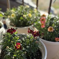 ボンザマーガレット,ベランダの画像