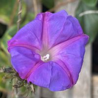 ノアサガオ,海岸沿い,道端,緑のある暮らし,初冬の画像