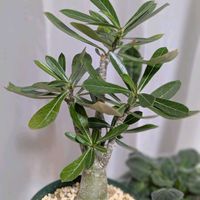 アデニウム,室内組,観察記録,我が家のお花の画像