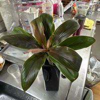 コルジリネの画像