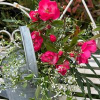 ヘデラ,ユーフォルビア・ダイヤモンドフロスト,ローズマリー,ローズマリー,タマシダの画像