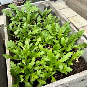 春菊,小かぶ,耐病新金町,プランター栽培,種から育てるの画像