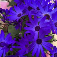 サイネリア,サイネリア,ポインセチア,ポインセチア,プリンセチアの画像