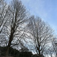 ナンキンハゼ,ふゆの画像