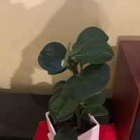 ペペロミアの画像