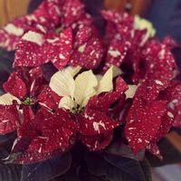 ポインセチア,ミント,ザクロ( 柘榴 ),花友さんに感謝♡,リビング・ダイニングの画像