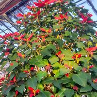 ポインセチア,ボリジ,ボリジ,菜の花,菜の花の画像