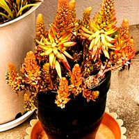 ツメレンゲ,買い物帰りに,通り道の床屋さんの店舗前にの画像