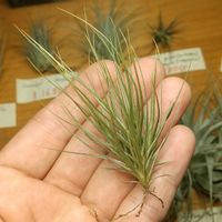 チランジア属,エアープランツ/チランジア,エアプランツ チランジア,チランジア【エアプランツ】,ティランジア属の画像