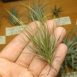 チランジア属,エアープランツ/チランジア,エアプランツ チランジア,チランジア【エアプランツ】,ティランジア属の画像