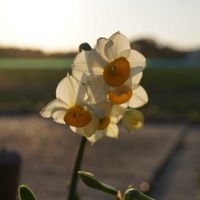 スイセン,日本水仙,切り花,白い花,海岸沿いの画像