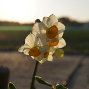 スイセン,日本水仙,切り花,白い花,海岸沿いの画像