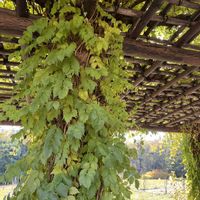 ノウゼンカズラ,浜離宮恩賜庭園,つる巻き月曜日,8日は葉っぱの発表会の画像