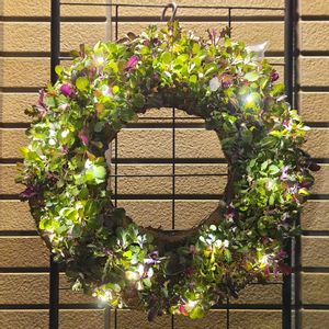 ハボタン,葉牡丹,ライトアップ,種まきっ子,種からの画像