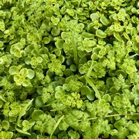 パープルヘイズ,丸葉万年草,オルレア,オルレア,多肉の赤ちゃんの画像