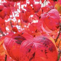 ハナミズキ,薬用植物,街路樹の薬効の画像