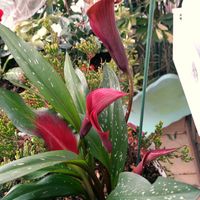 カラー,カラー,ヒューケラ,ヒューケラ,斑入りキャットテールの画像