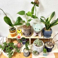 サンスベリア,モンステラ,フィカス・シャングリラ,ビカクシダ ネザーランド,ミディ胡蝶蘭カララの画像