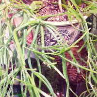 リプサリス,植物のある暮らし,植中毒,リビング・ダイニングの画像