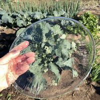 野菜,ブロッコリー,家庭菜園,畑の画像