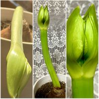 アマリリス,アマリリス,球根植物,癒し,季節外れの画像