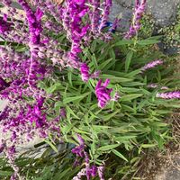 アメジストセージの画像