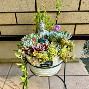 桜牡丹,多肉植物,紅葉（こうよう）,リメ缶・リメ鉢,多肉植物初心者の画像