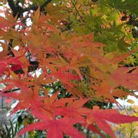 モミジ,モミジ,モナルダ,モナルダ,オキザリス・バリアビリスの画像