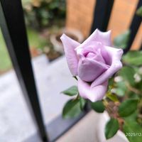 カリブラコア,パープルフラッシュ,ラブリーブルー,ルビネ,いつもありがとうの画像